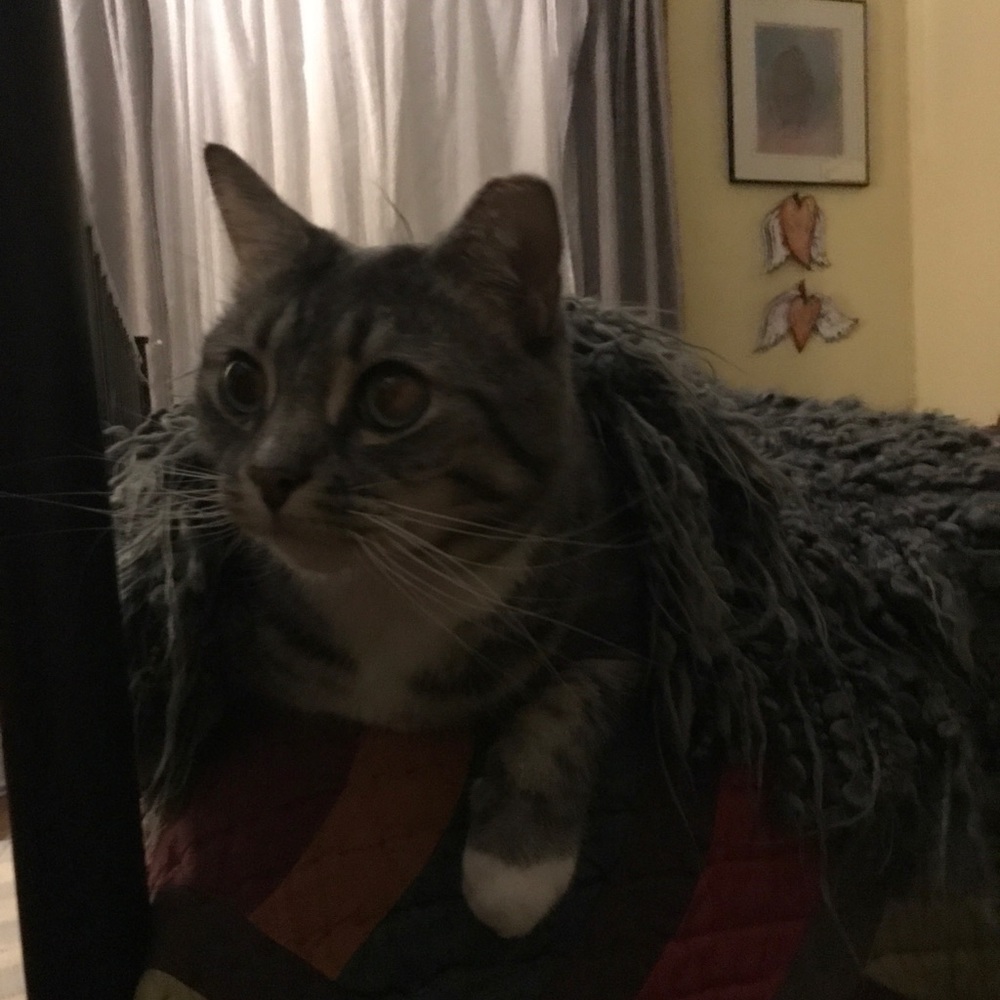 Meet your Posher, Ava